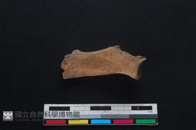 鹿科骨藏品圖，第2張
