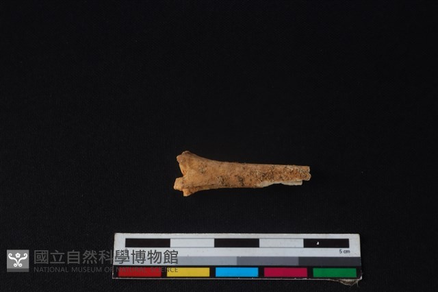 野兔骨藏品圖，第2張