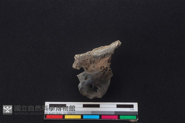 鹿骨藏品圖，第2張