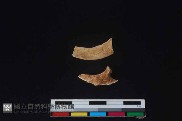 山羌骨藏品圖，第2張