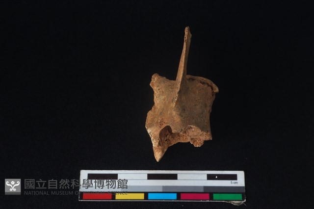 狗骨藏品圖，第2張