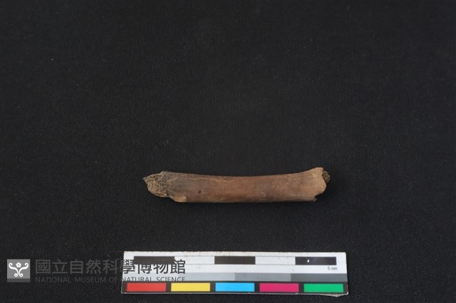 白鼻心骨藏品圖，第2張