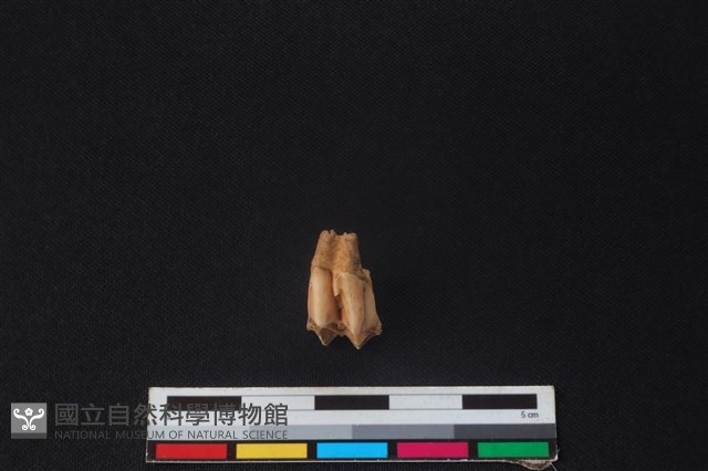 山羌骨藏品圖，第2張