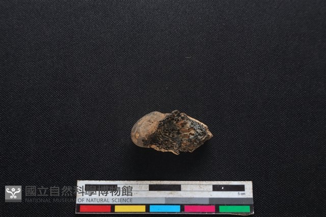 獐骨藏品圖，第2張