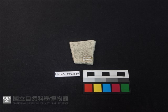 陶片藏品圖，第2張