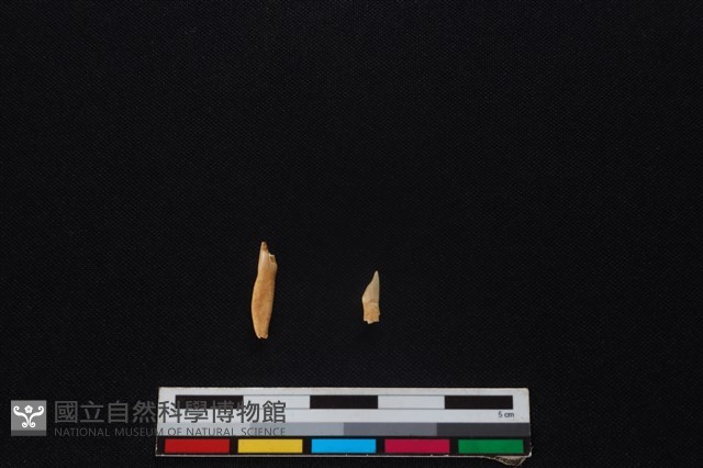 山羌骨藏品圖，第2張