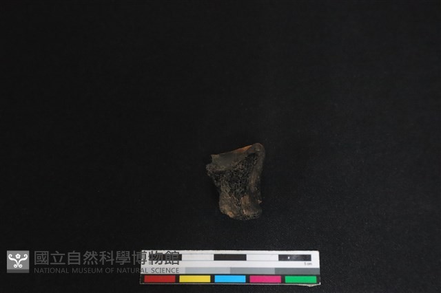 梅花鹿骨藏品圖，第2張