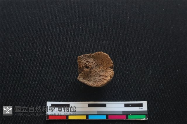 梅花鹿骨藏品圖，第2張