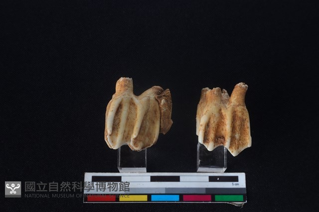 梅花鹿骨藏品圖，第2張