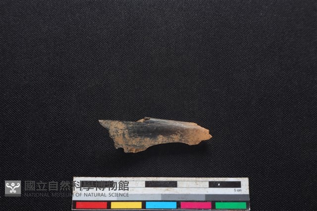 山羌骨藏品圖，第2張