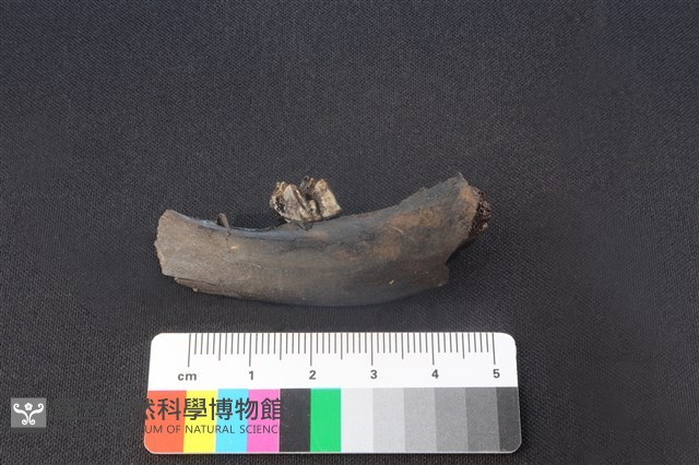 獐骨藏品圖，第2張