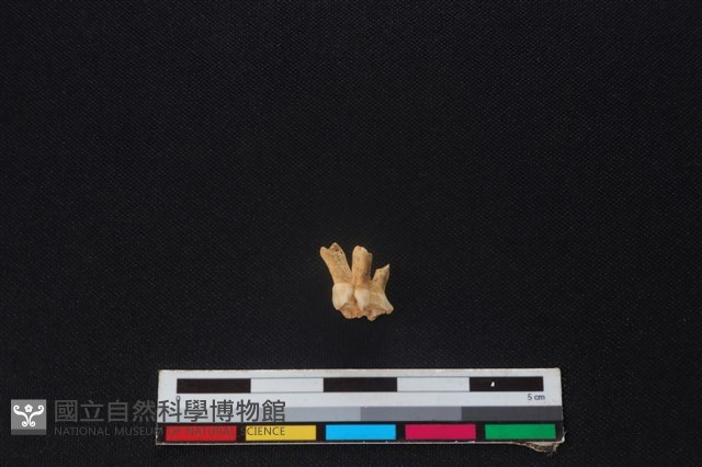 獐骨藏品圖，第2張