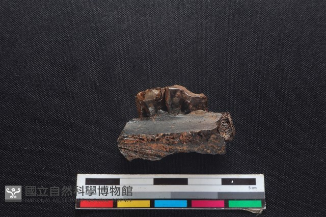 豬骨藏品圖，第2張