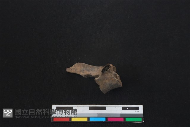 鹿科骨藏品圖，第2張