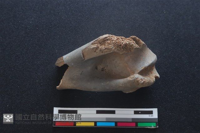 梅花鹿骨藏品圖，第2張