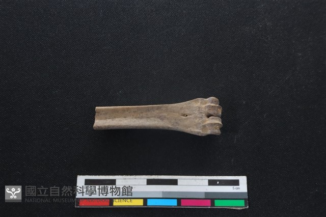 山羌骨藏品圖，第2張