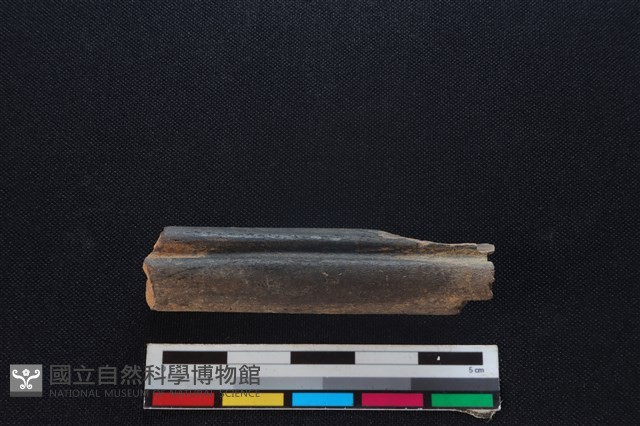 梅花鹿骨藏品圖，第2張