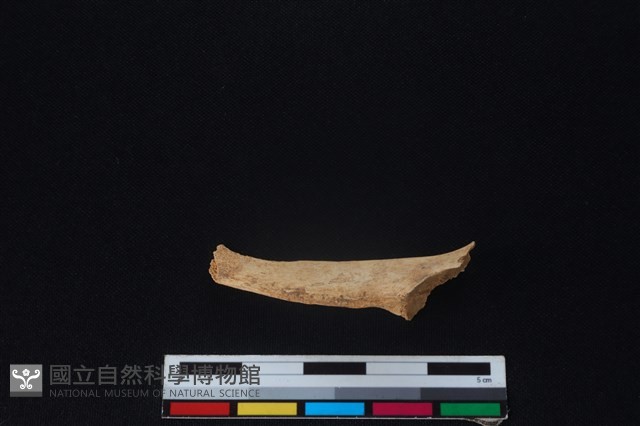 獐骨藏品圖，第2張