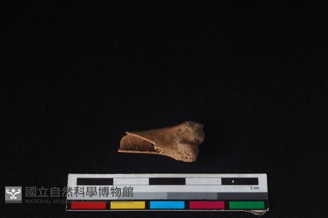 環頸雉骨藏品圖，第2張