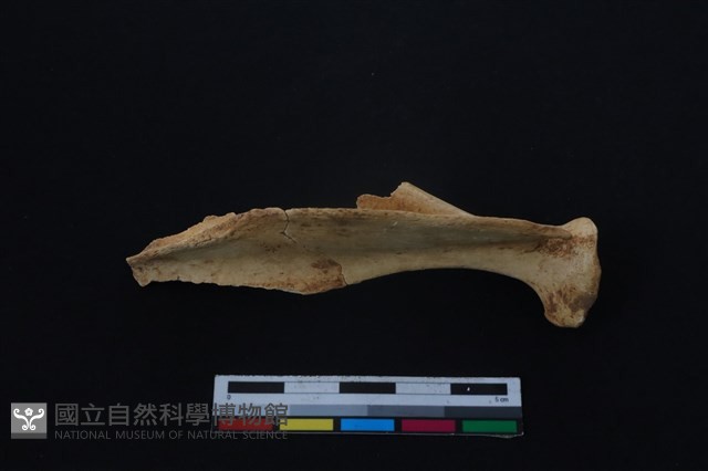 山羌骨藏品圖，第2張