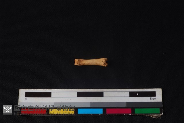 野兔骨藏品圖，第2張