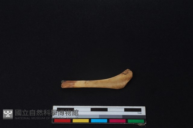 鹿骨藏品圖，第2張