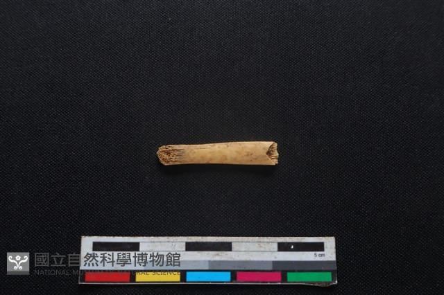 鹿科骨藏品圖，第2張