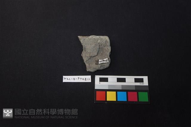 陶片藏品圖，第2張