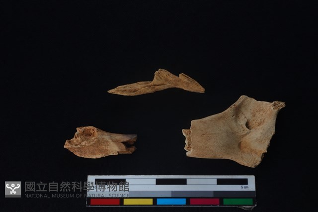 山羌骨藏品圖，第2張