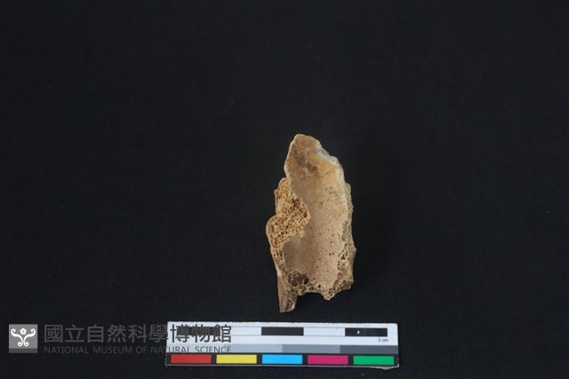 梅花鹿骨藏品圖，第2張