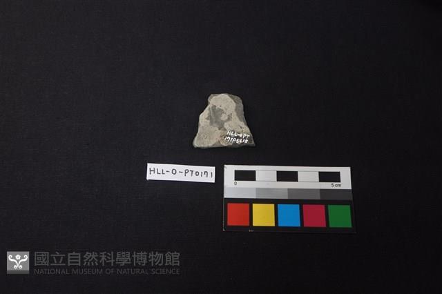 陶片藏品圖，第2張