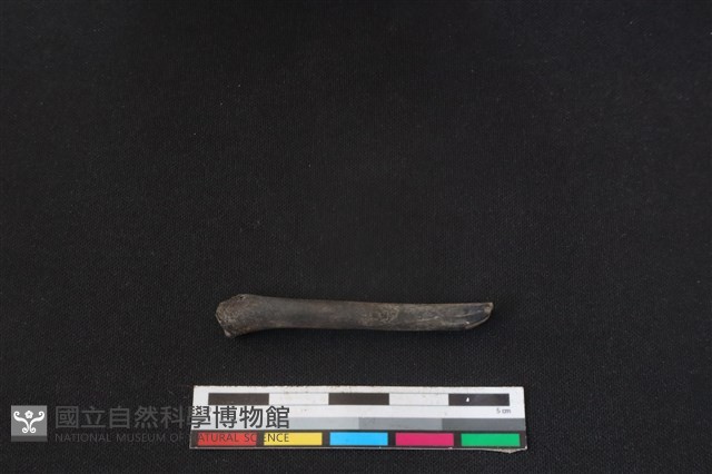 麝香貓骨藏品圖，第2張