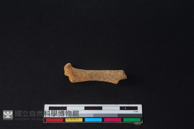 食肉目骨藏品圖，第2張