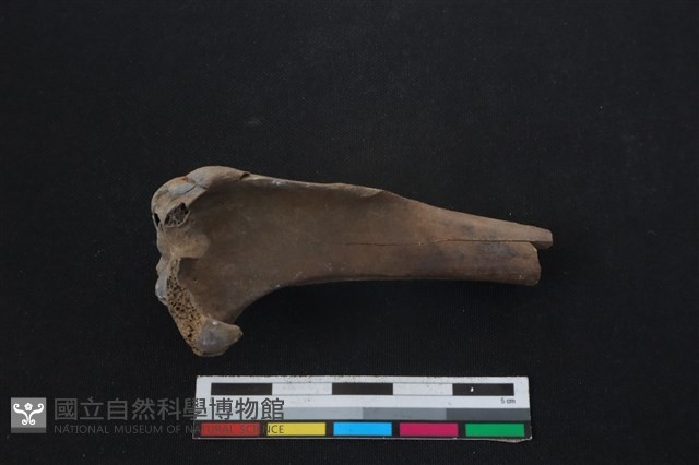 山羌骨藏品圖，第2張