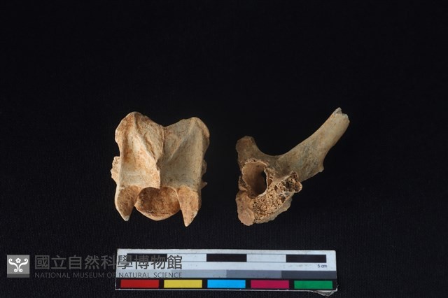 獐骨藏品圖，第2張