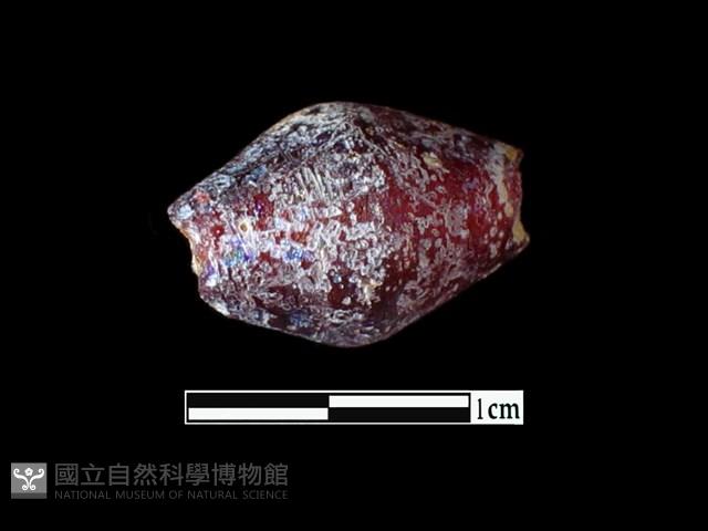 玻璃珠藏品圖，第2張