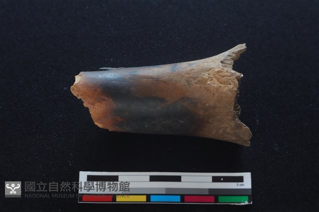梅花鹿骨藏品圖，第2張