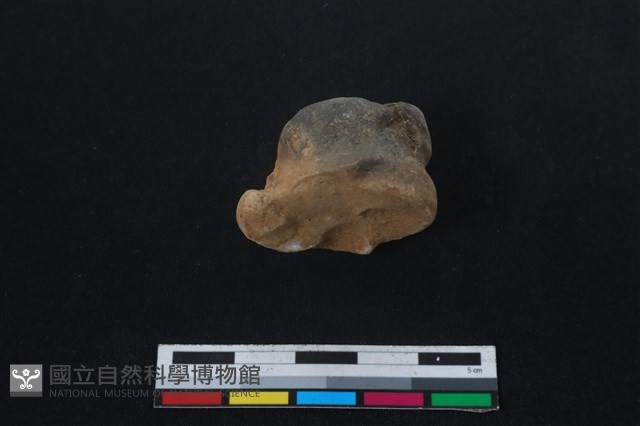 梅花鹿骨藏品圖，第2張