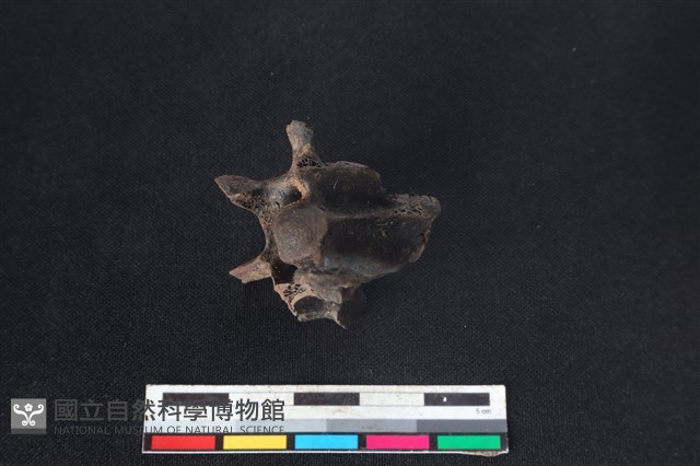 獐骨藏品圖，第2張