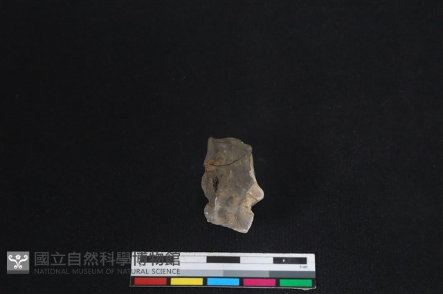 梅花鹿骨藏品圖，第2張