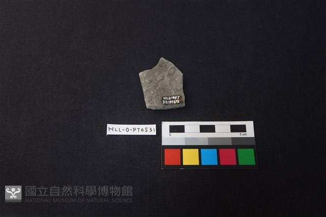 陶片藏品圖，第2張