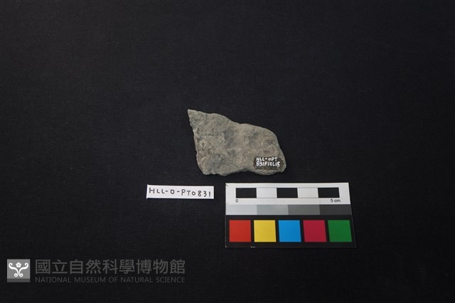 陶片藏品圖，第2張