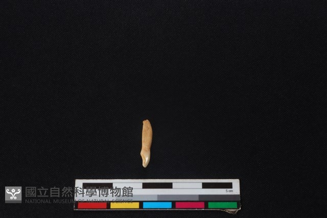 山羌骨藏品圖，第2張