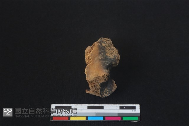 梅花鹿骨藏品圖，第2張