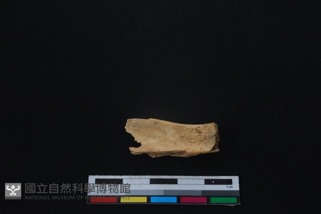 鹿科骨藏品圖，第2張