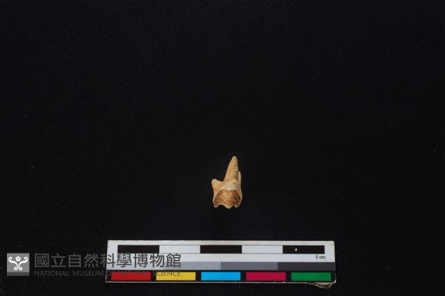 獐骨藏品圖，第2張