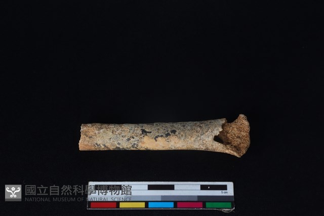 狗骨藏品圖，第2張