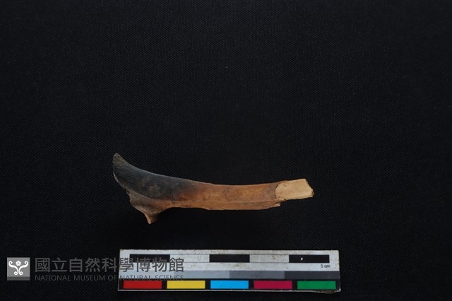 梅花鹿骨藏品圖，第2張