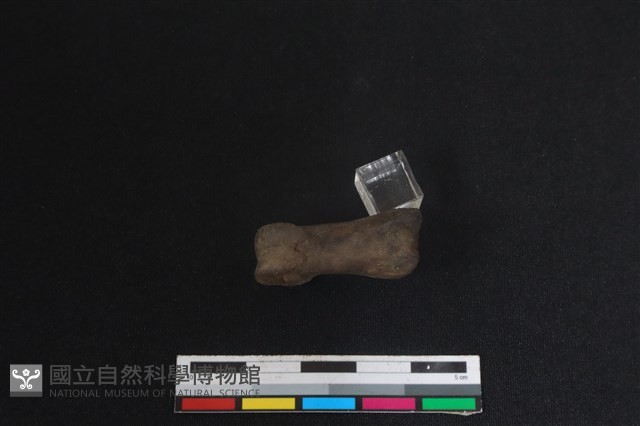 梅花鹿骨藏品圖，第2張