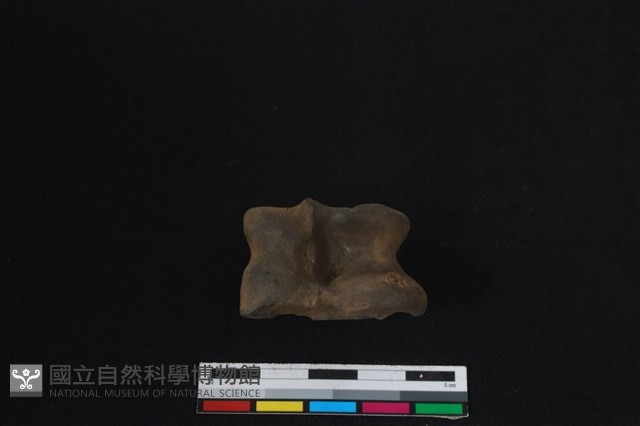 梅花鹿骨藏品圖，第2張
